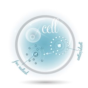 Cell And How Antioxidant Works Against Free Radicals